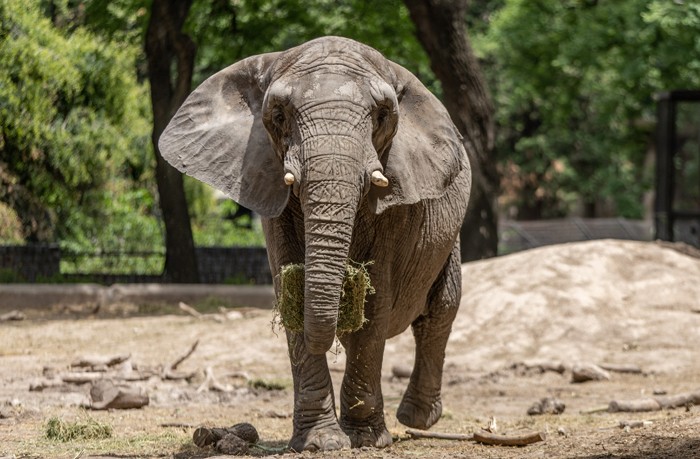 Em 1993, Pupy foi transportada do Parque Nacional Kruger para um zoológico em Buenos Aires. — Foto: SEB