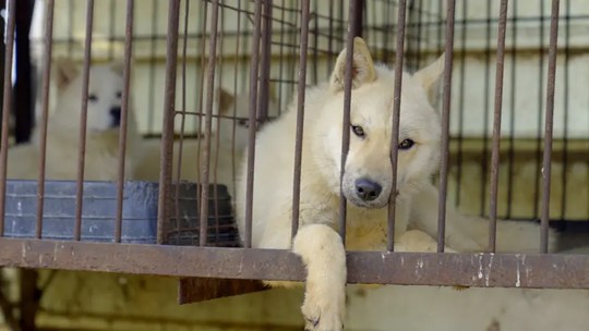 Coreia do Sul proíbe carne de cachorro: o que acontece agora com os animais? - Ativistas estão preocupados com o destino de meio milhão de animais que enfrentam a ameaça de eutanásia.