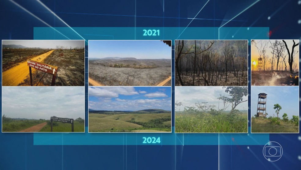 Imagens de 2021 e 2024 mostram recuperação do Cerrado no Parque do Juquery — Foto: Reprodução/TV Globo