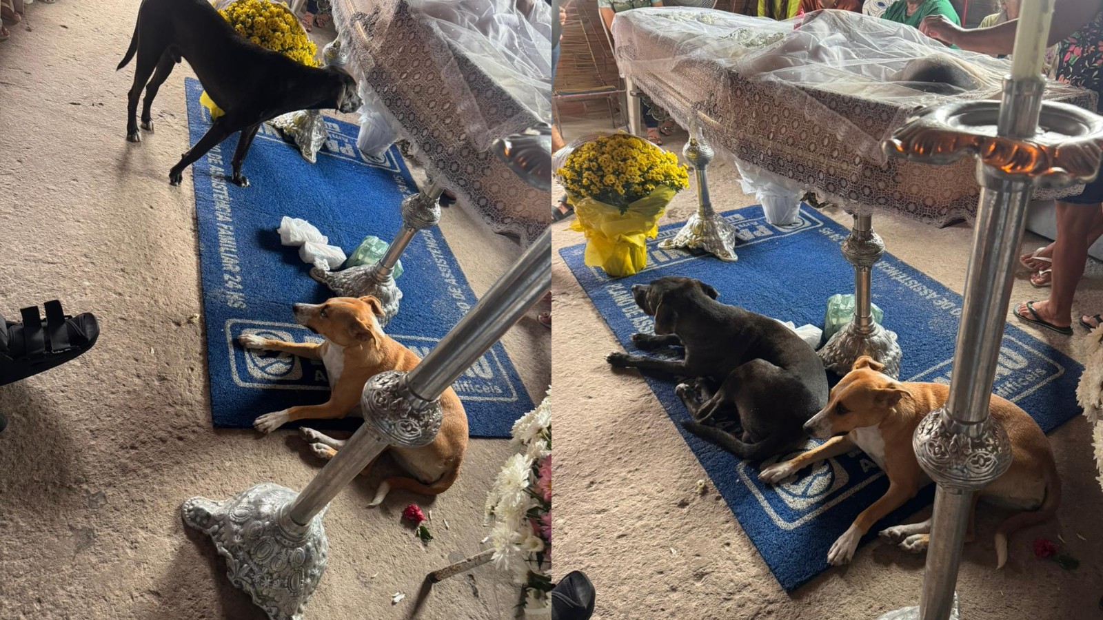 Cachorros emocionam ao ficarem ao lado de caixão durante velório de tutora no PI