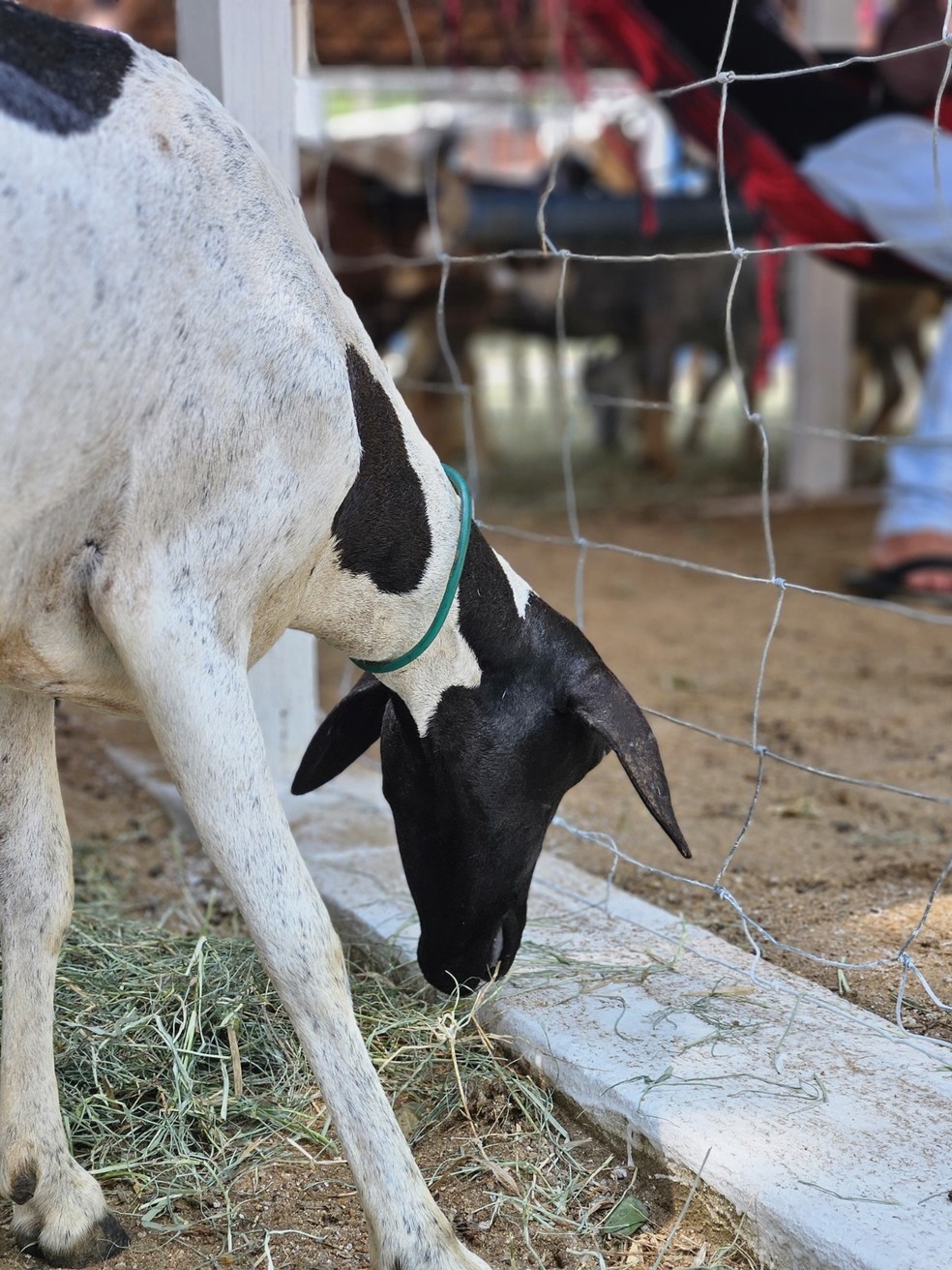 Ministério da Agricultura reconhece raça de ovelhas criada no RN