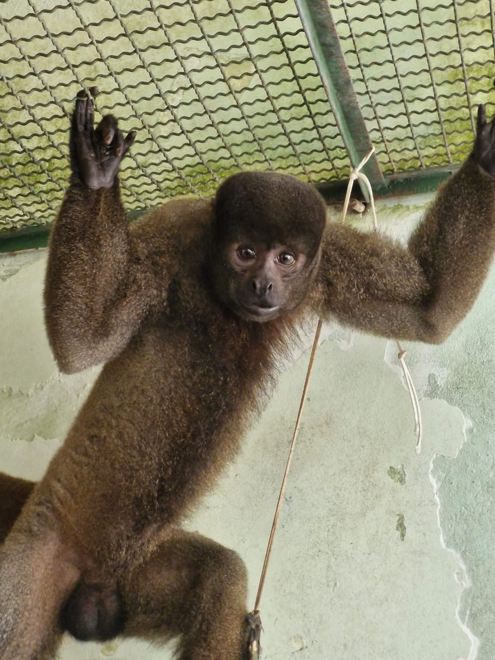 Macaco barrigudo transportado de Manaus para São Paulo — Foto: CETAS de Manaus