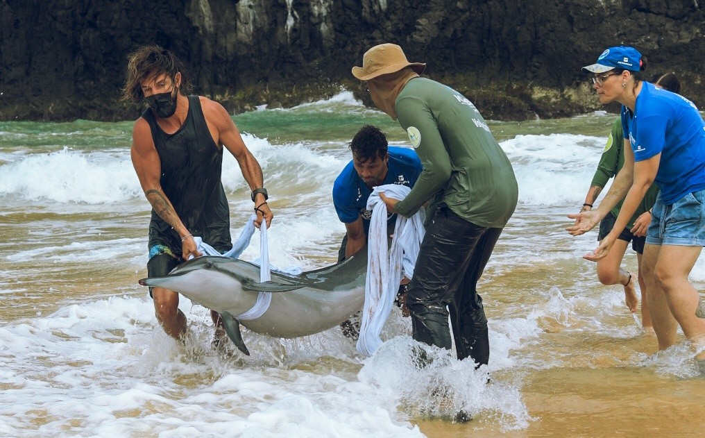 Golfinho encalha em praia de Fernando de Noronha e força-tarefa é realizada para salvar o animal; veja o vídeo 