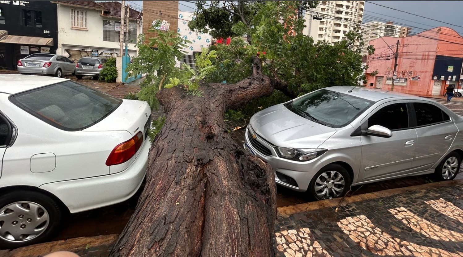 Árvore gigante cai entre dois carros sem acertar nenhum durante temporal em Ribeirão Preto
