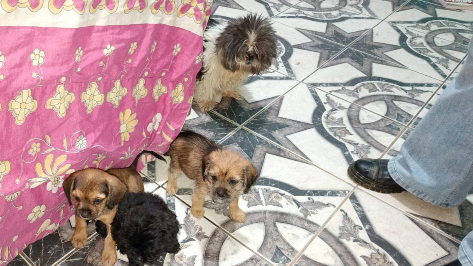 Homem é preso por maus-tratos a 14 cães em escola de banho e tosa em Sorocaba