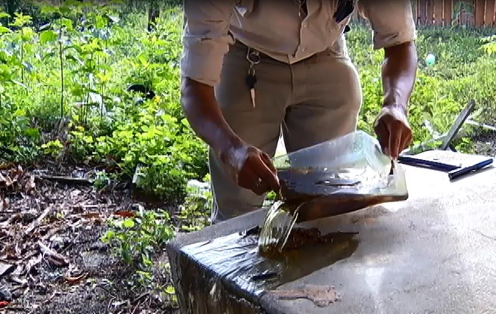 Chuvas: Risco de proliferação do Aedes aegypti em Santarém preocupa agentes de endemias