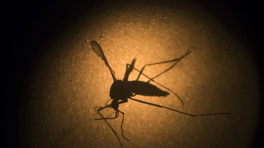 Desenrola, Rio #217: Os quase 150 mil casos de dengue
