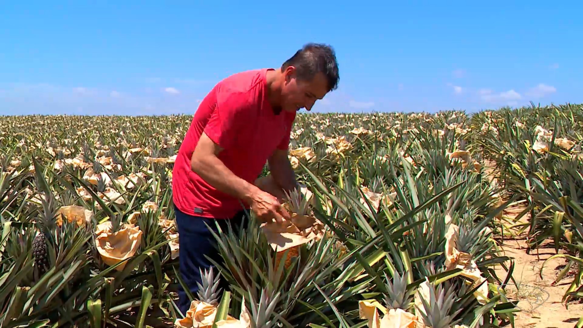 Produtores do ES ‘vestem’ abacaxis com papel para proteger as frutas do calorão e garantir colheita