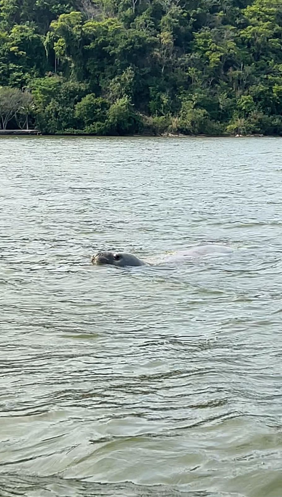 Elefante-marinho muda rota e entra para canal de Maricá 
