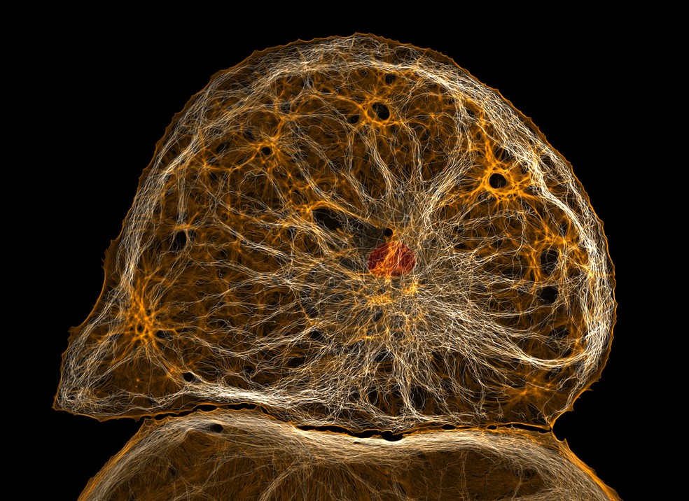 9º lugar: Célula do revestimento de um vaso sanguíneo do fígado vista ao microscópio. — Foto: Francisco Lázaro-Diéguez/Nikon Small World