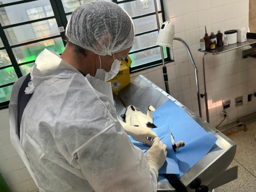 Piracicaba abre 400 vagas para castração gratuita de cães e gatos; saiba como fazer inscrição