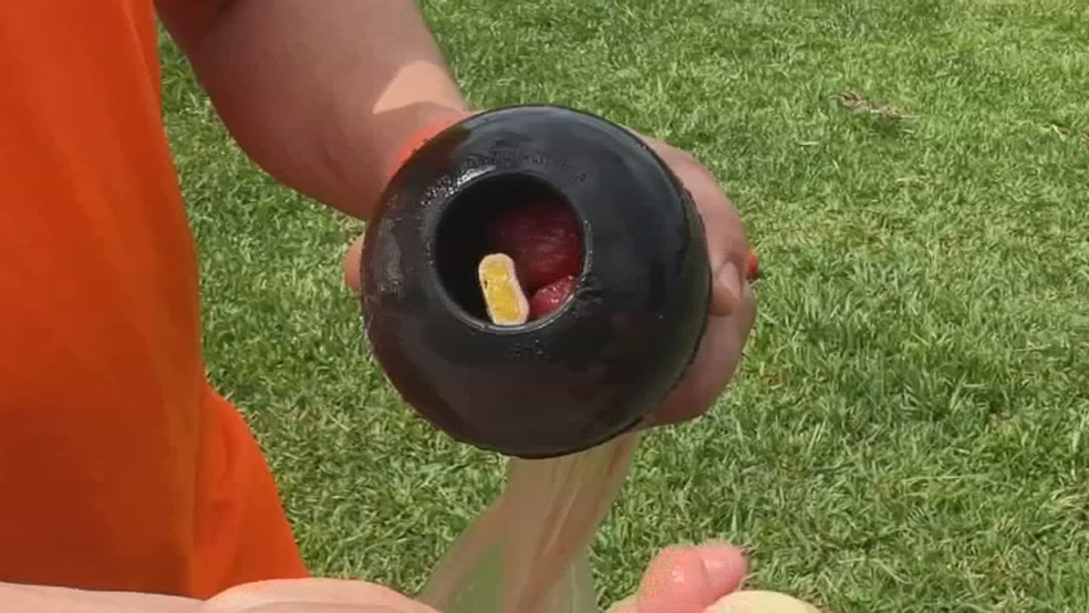 Frutas congeladas e brinquedos recheados são opções para aliviar o calor dos pets — Foto: TV TEM/reprodução