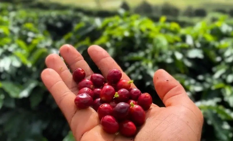 Selo de qualidade: Café da Chapada Diamantina conquista Indicação Geográfica