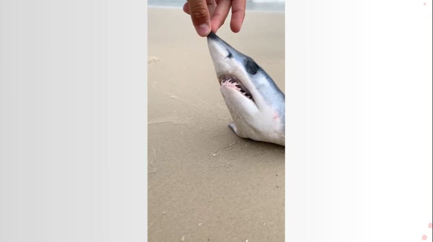 Cabeça de tubarão criticamente em perigo de extinção é encontrada em praia de Florianópolis; VÍDEO