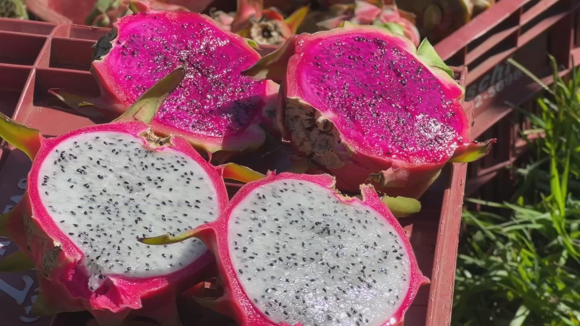 A aposta na pitaya para gerar renda na pequena propriedade rural