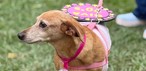 'Caminhada do Amicão' reúne famílias e animais de estimação em Vassouras; veja fotos — Foto: Divulgação/TV Rio Sul