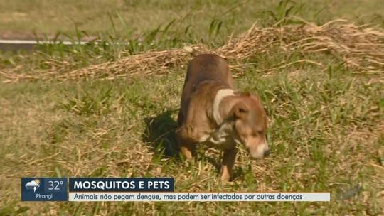 Dengue nos pets? Entenda por que cães e gatos não pegam a doença, mas podem ser contaminados pelo Aedes  - Programa: Jornal da EPTV 1ª Edição - Ribeirão Preto 