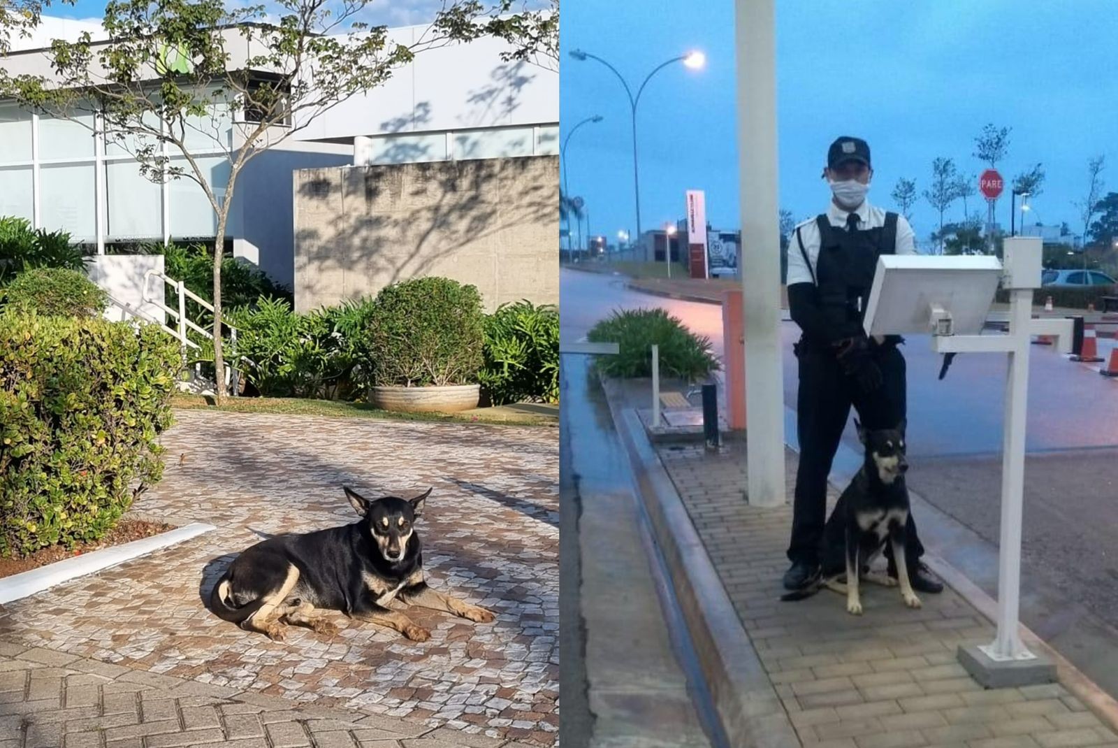 Animal que conquistou o título de 1º cão comunitário de Votorantim transforma rotina de moradores de condomínio: 'Parte da nossa história'