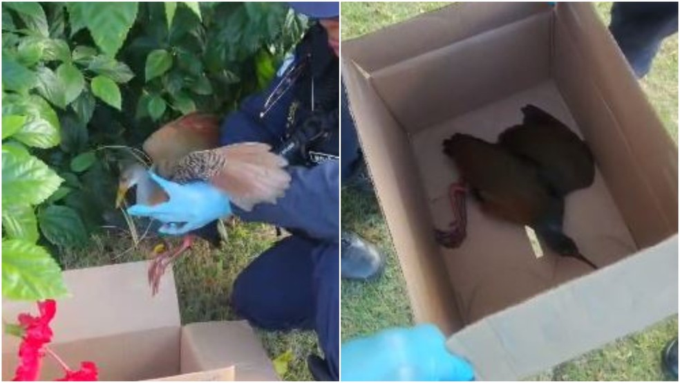 Saracura foi encontrada pelos agentes caída em um arbusto, com ferimentos nas patas. — Foto: Guarda Municipal de Fortaleza/ Divulgação
