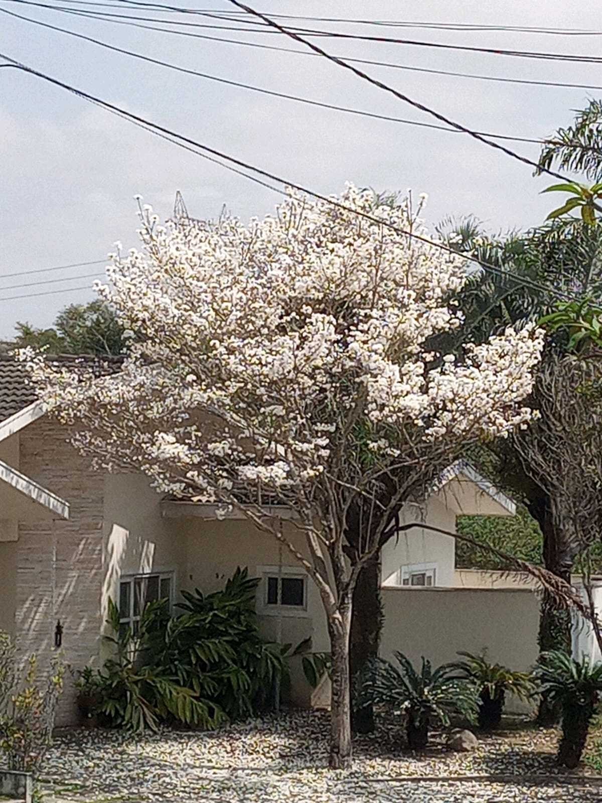 Ipê 'raro' floresce e chama atenção de moradores em São José: 'Presente de Deus'