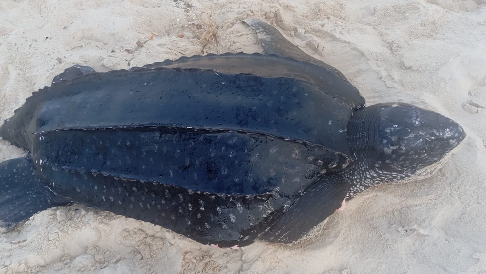 Tartaruga-de-couro é resgatada na Praia do Presídio, em Aquiraz. — Foto: Reprodução