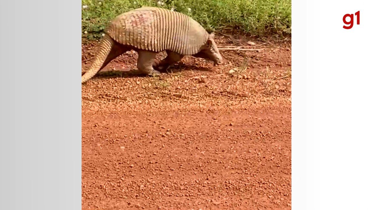 Tatu gigante flagrado atravessando estrada é solitário e tem hábitos noturnos, explica biólogo