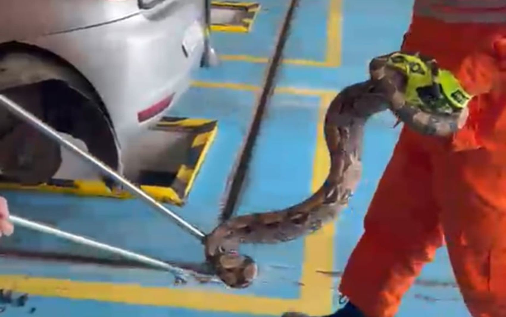 Jiboia com cerca de 2 metros é retirada de dentro de carro em Lagarto