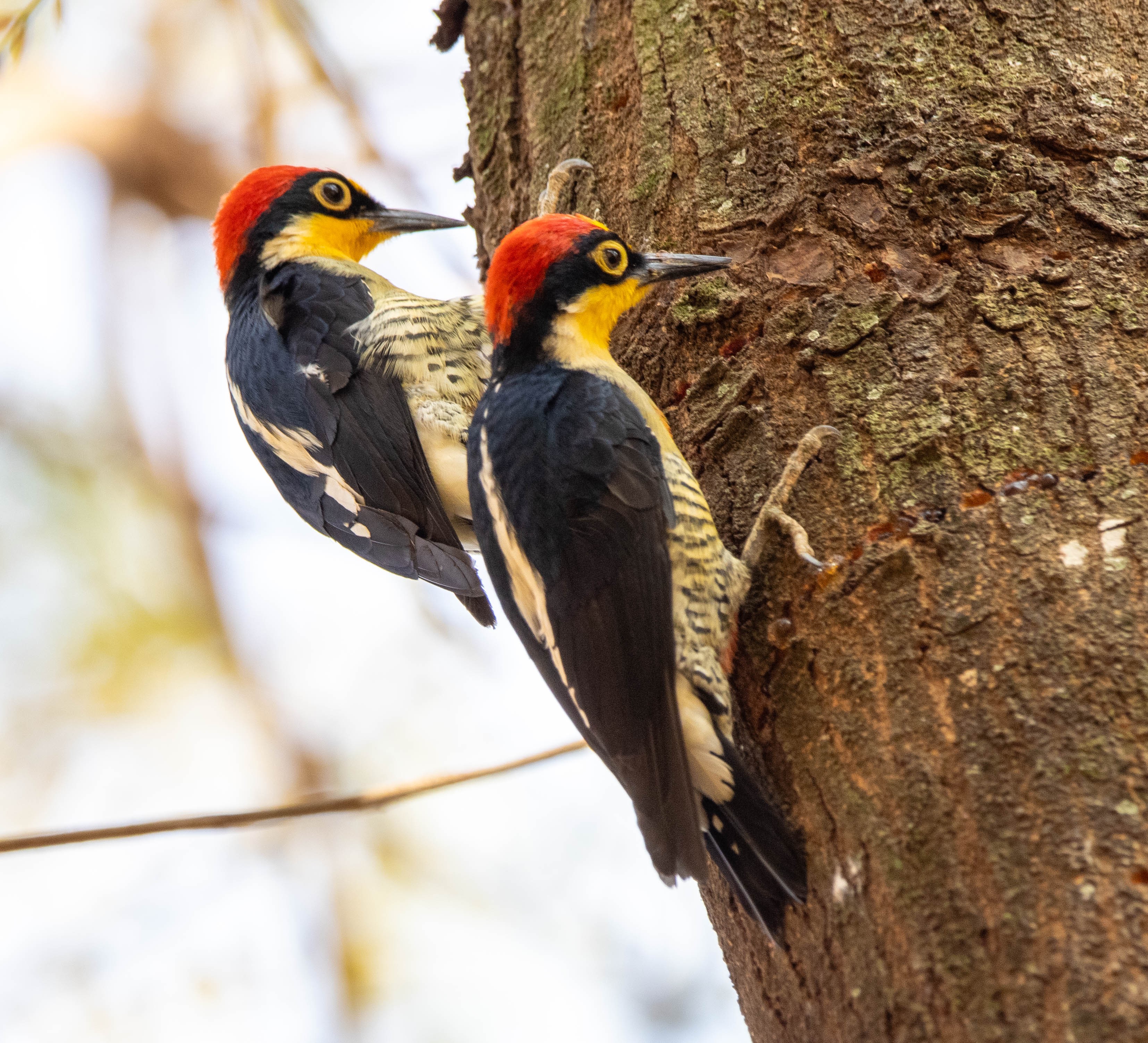 Sarı alınlı Benedito (Melanerpes flavifrons) — Fotoğraf: Carol Ferreira