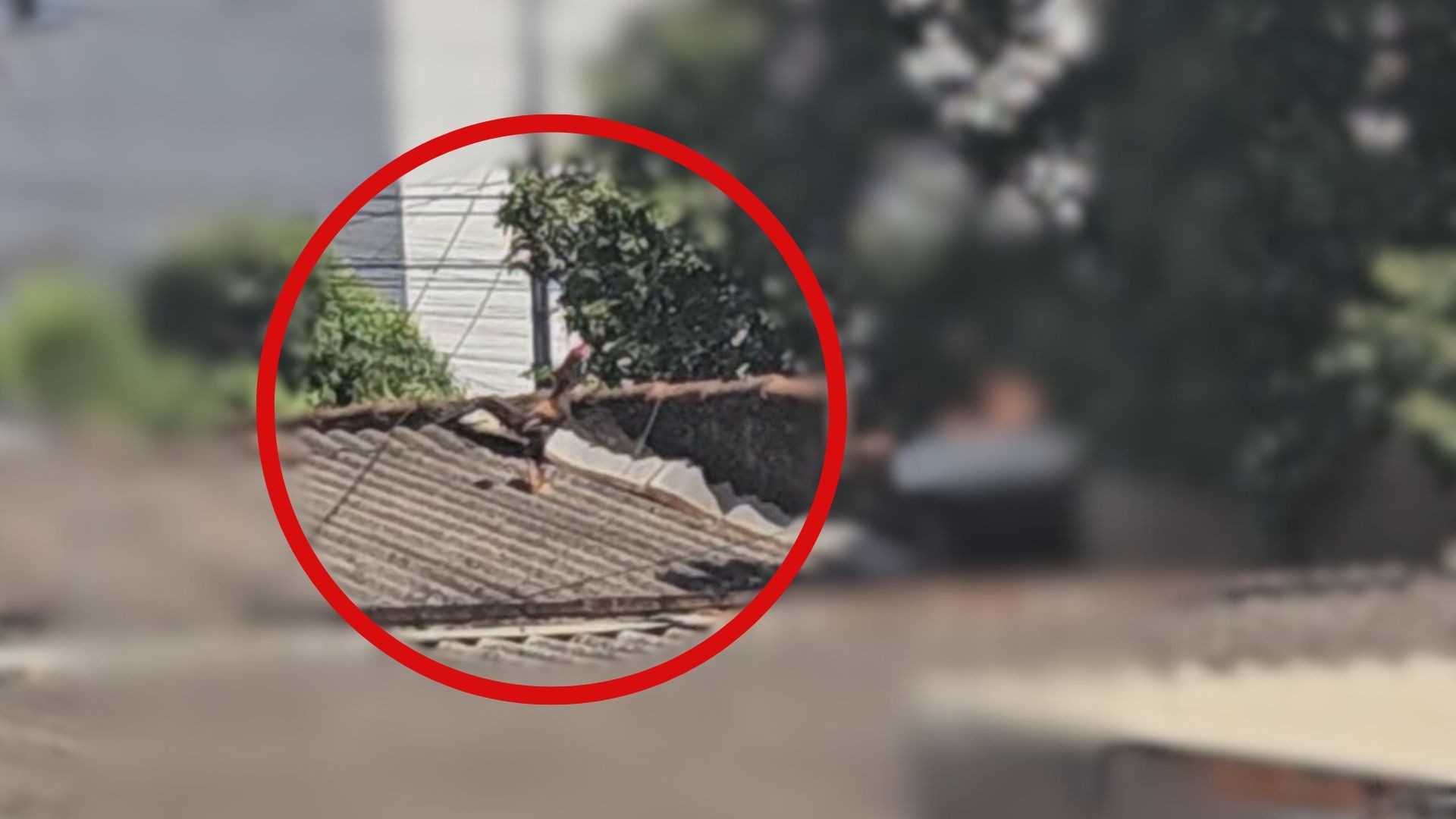 Galo em casa vizinha tira sono de moradores de prédio e vira caso de polícia em MG: 'Estou dormindo na sala'