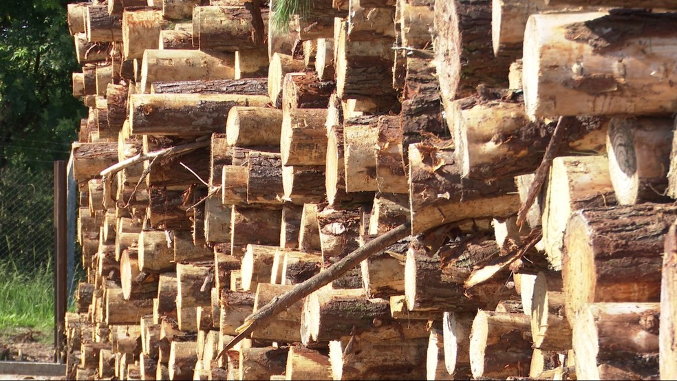 Queda na produção de madeira não foi maior em razão da variação positiva em Porto Acre — Foto: Valdecir Galvan/RPC Ponta Grossa