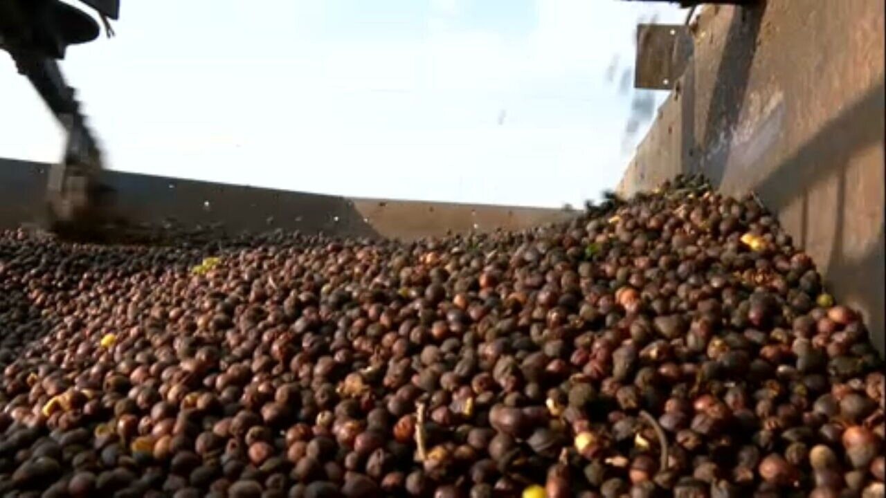 Operação apreende mais de 2,4 toneladas de café impróprio para consumo no RJ