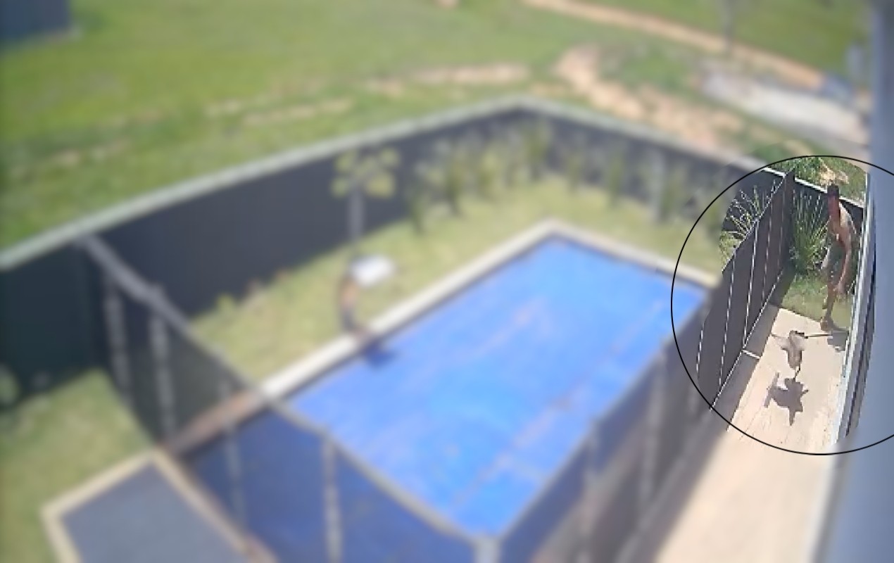 Homens usam estilingue e pedaço de madeira para matar seriema em condomínio no interior de SP; vídeo