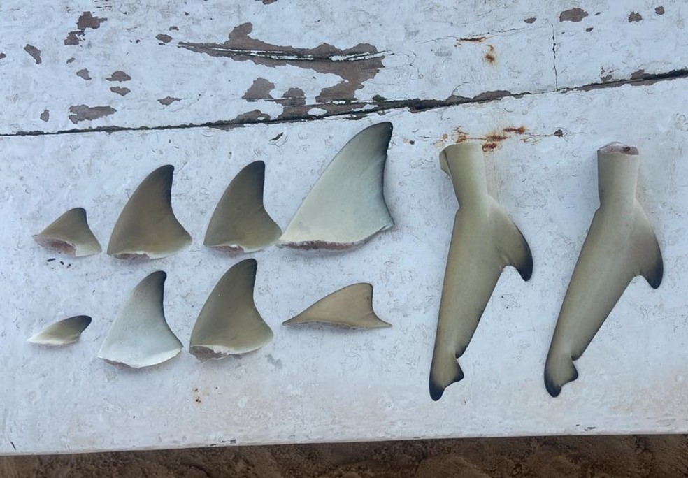 Nadadeiras de filhotes de tubarão-limão encontradas em Fernando de Noronha — Foto: Roberto Rodrigues/ICMBio