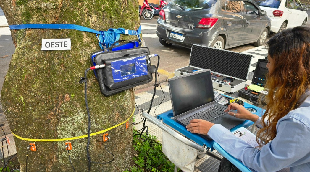 Equipamentos inéditos avaliam a saúde das árvores para prevenir quedas no litoral de SP; confira 