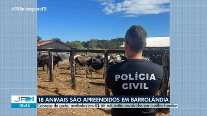Disputa familiar leva polícia a apreender 18 cabeças de gado no interior do TO; entenda