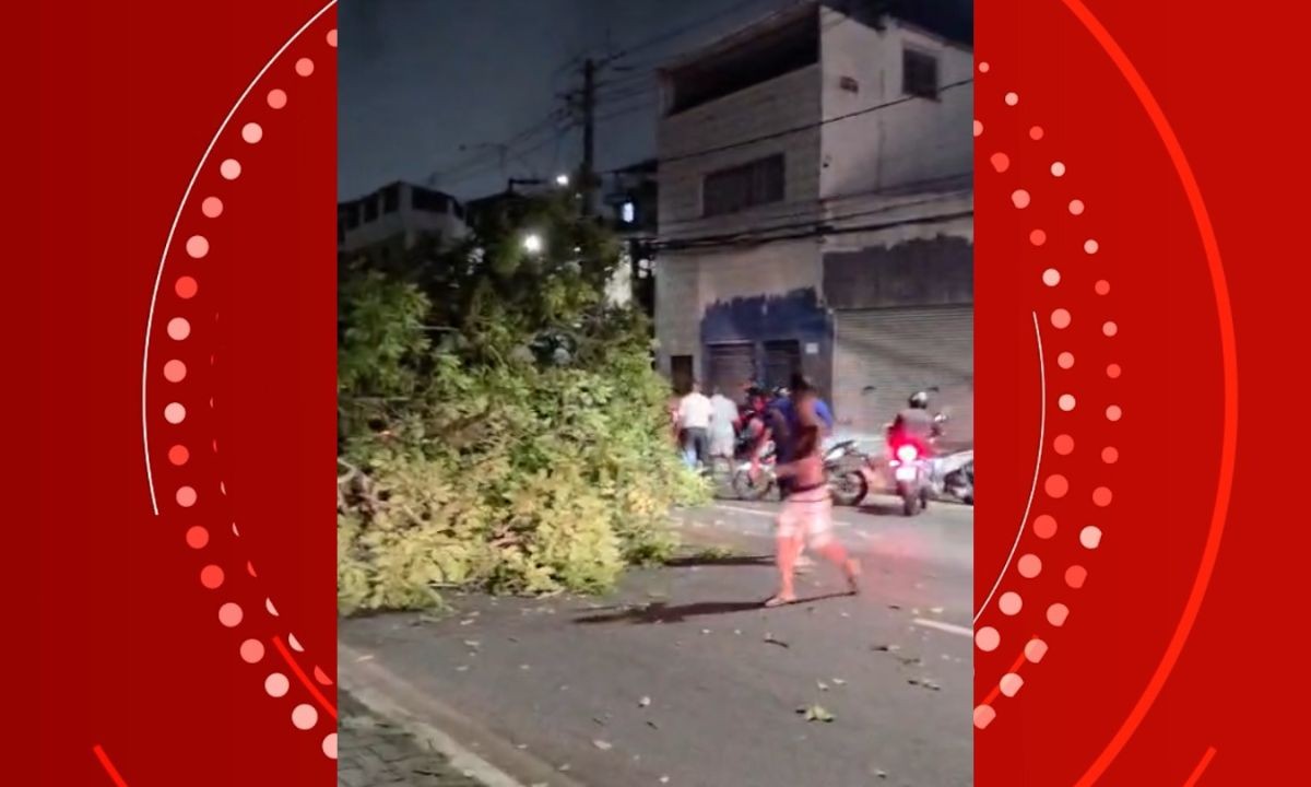 Queda árvore interdita trecho da Avenida Vasco da Gama, no Dique do Tororó, em Salvador 