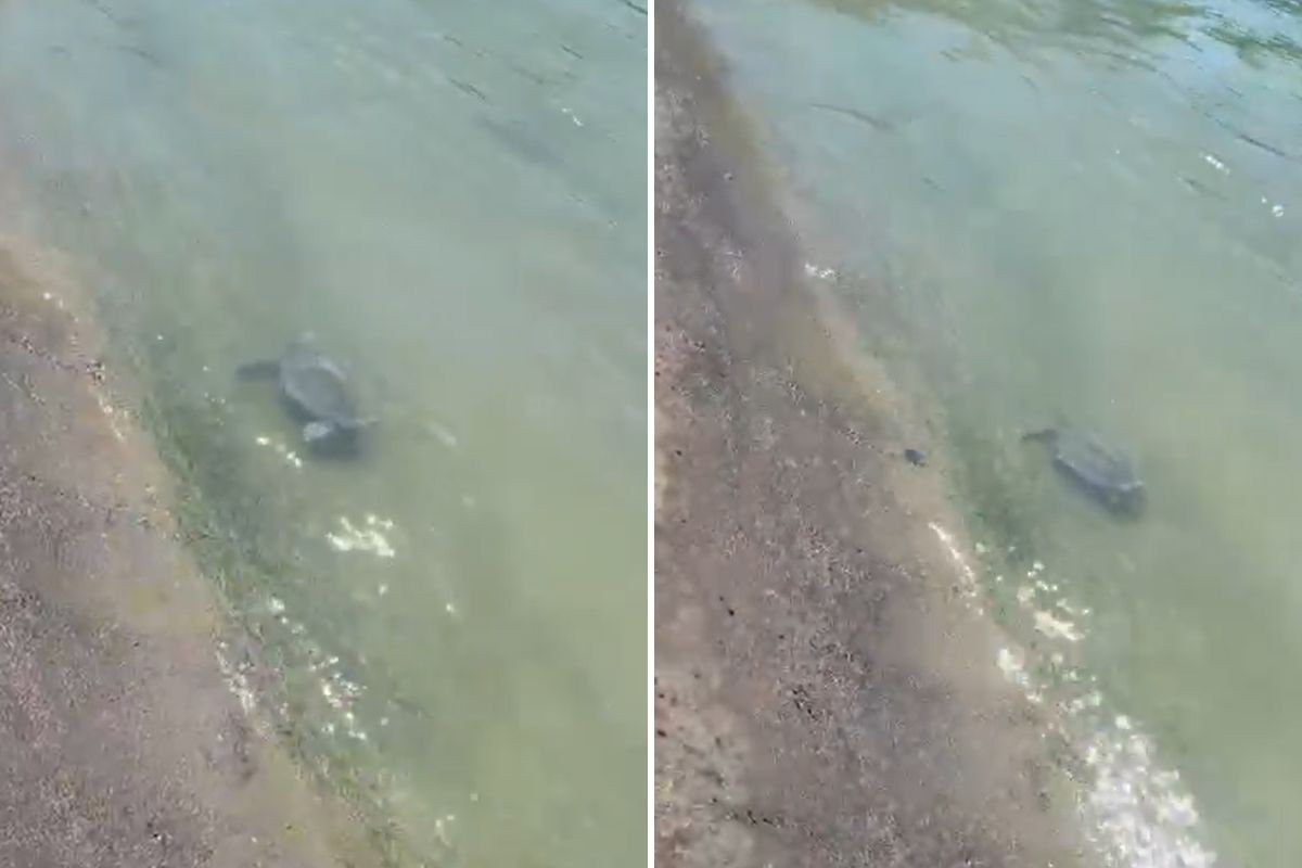 'Visitante' aparece durante calorão e é flagrado nadando em canal a poucos metros da praia em Santos; VÍDEO