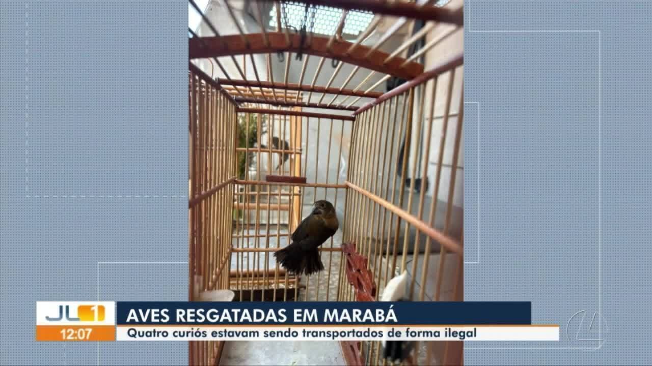 PRF flagra transporte ilegal de aves silvestres em Marabá, no Pará