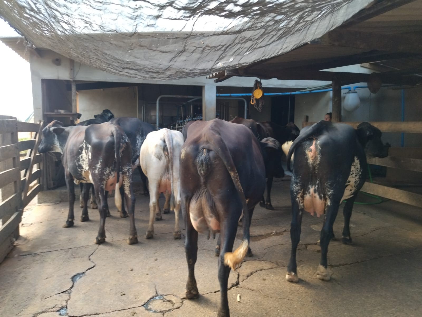 Melhoria genética em vacas gera aumento na produção de leite em MT