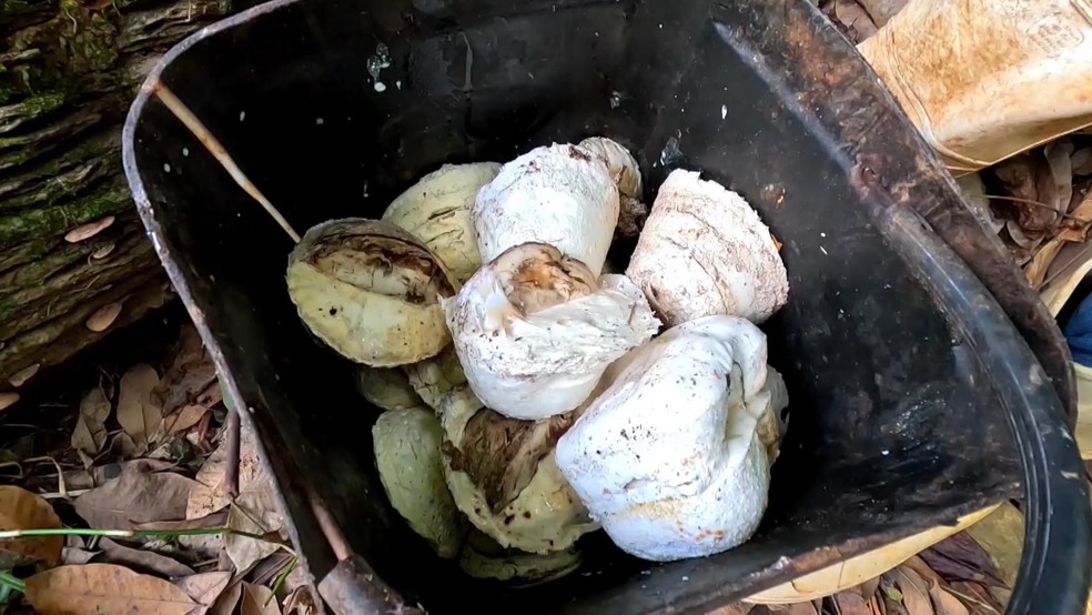 Agricultura familiar e cooperativa de seringalistas impulsionam produção de borracha em Anchieta, no Espírito Santo. — Foto: TV Gazeta