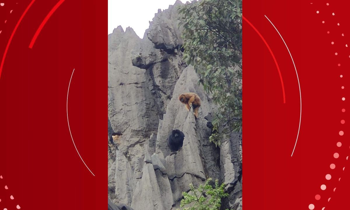 VÍDEO: moradores de cidade da Bahia se surpreendem com visita de macacos