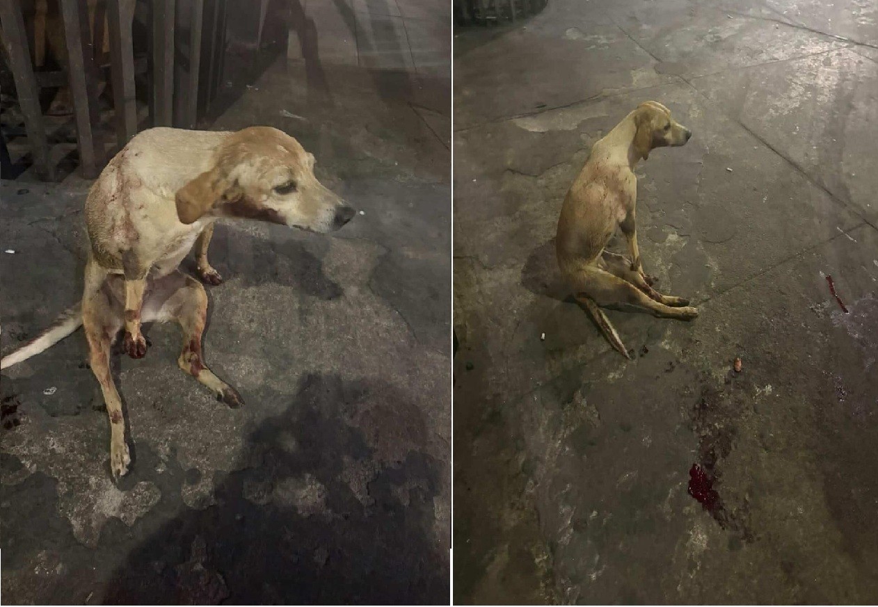 Cadela é vista sendo arremessada de ponte em Campos, no RJ; polícia investiga