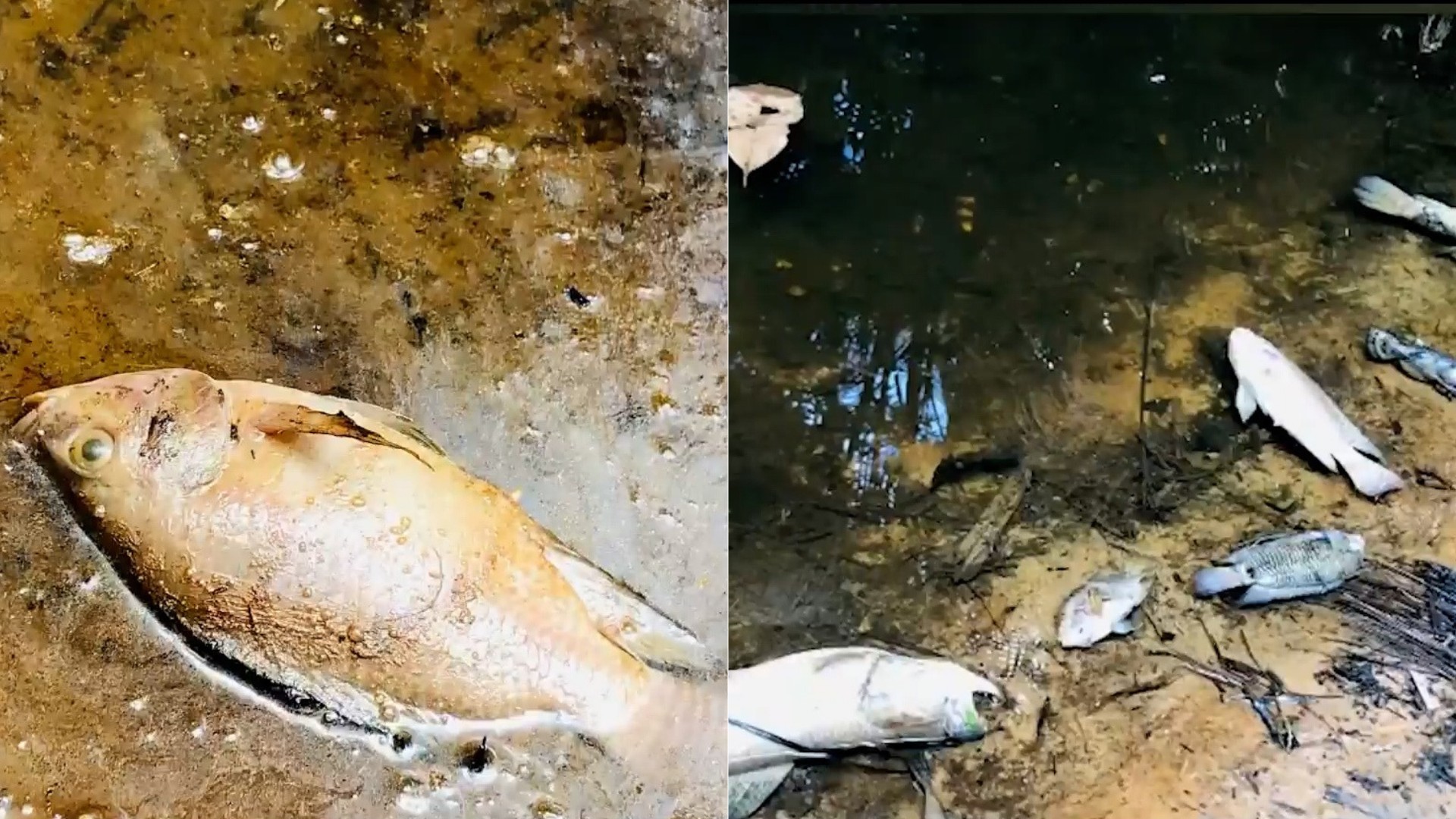 Centenas de peixes aparecem mortos em igarapé na zona rural de São Luís; moradores suspeitam de contaminação