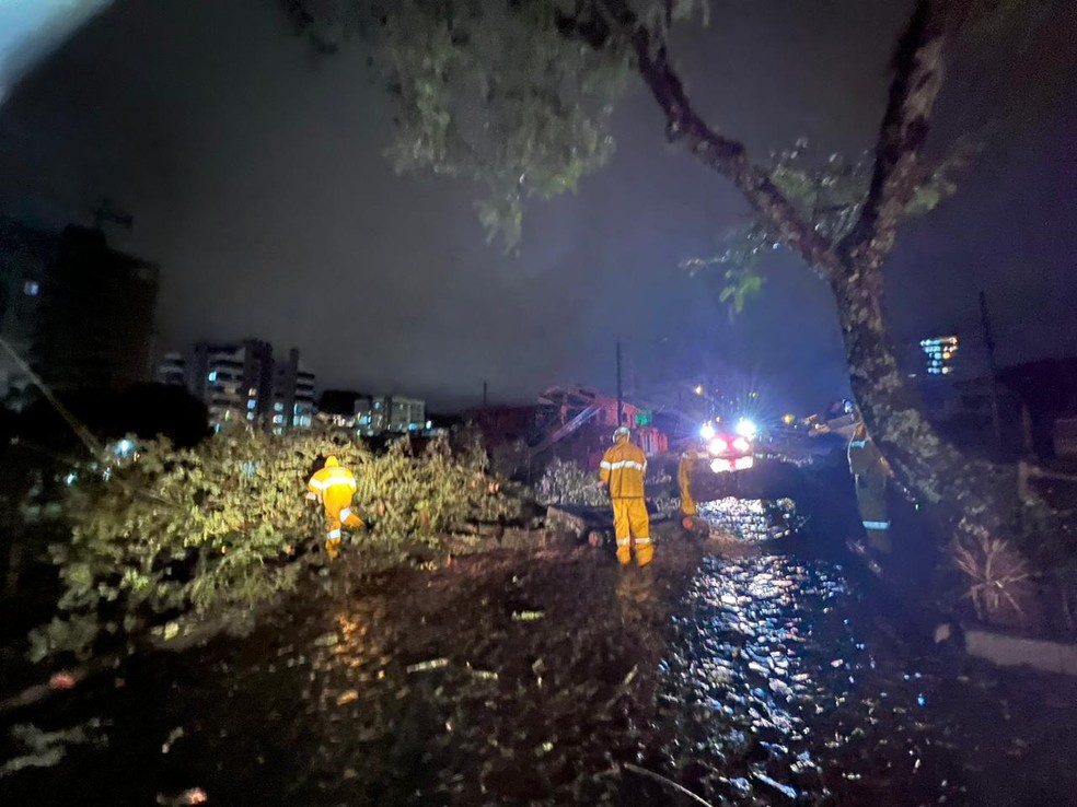 Queda de árvore em Xanxerê, no Oeste de Santa Catarina, entre a noite de quarta-feira (12) e madrugada desta quinta (13) — Foto: Defesa Civil/Divulgação