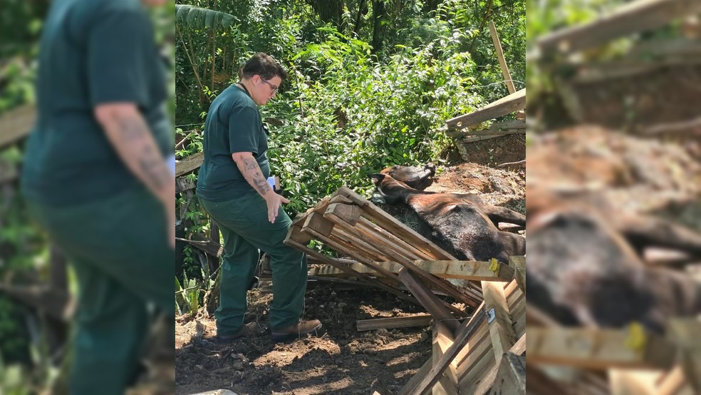 2 de 2
Um dos cavalos passou por eutan&aacute;sia ap&oacute;s resgate da Prefeitura de Mar&iacute;lia (SP) com a Pol&iacute;cia Ambiental &mdash; Foto: Prefeitura de Mar&iacute;lia/Reprodu&ccedil;&atilde;o