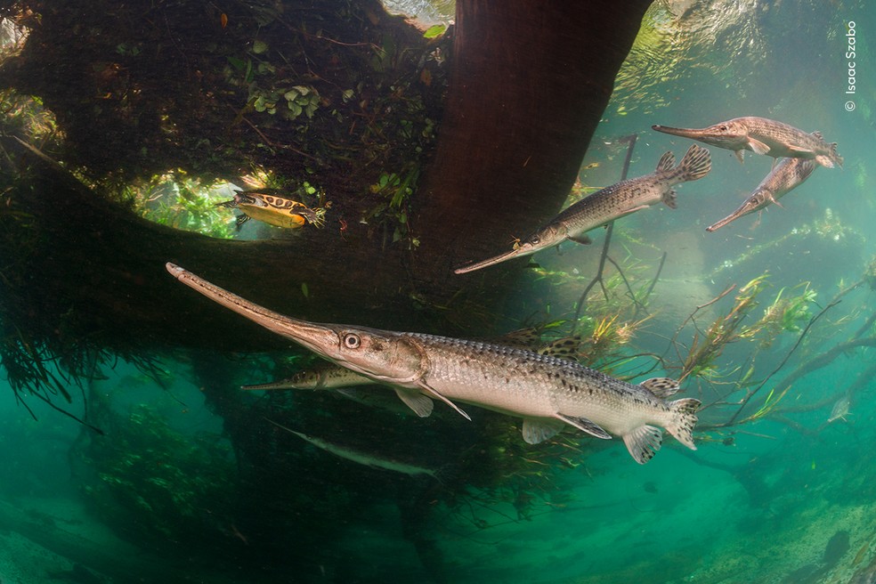 Peixes-gar capturados em plena desova em rio cristalino da Flórida, nos Estados Unidos. — Foto: Isaac Szabo