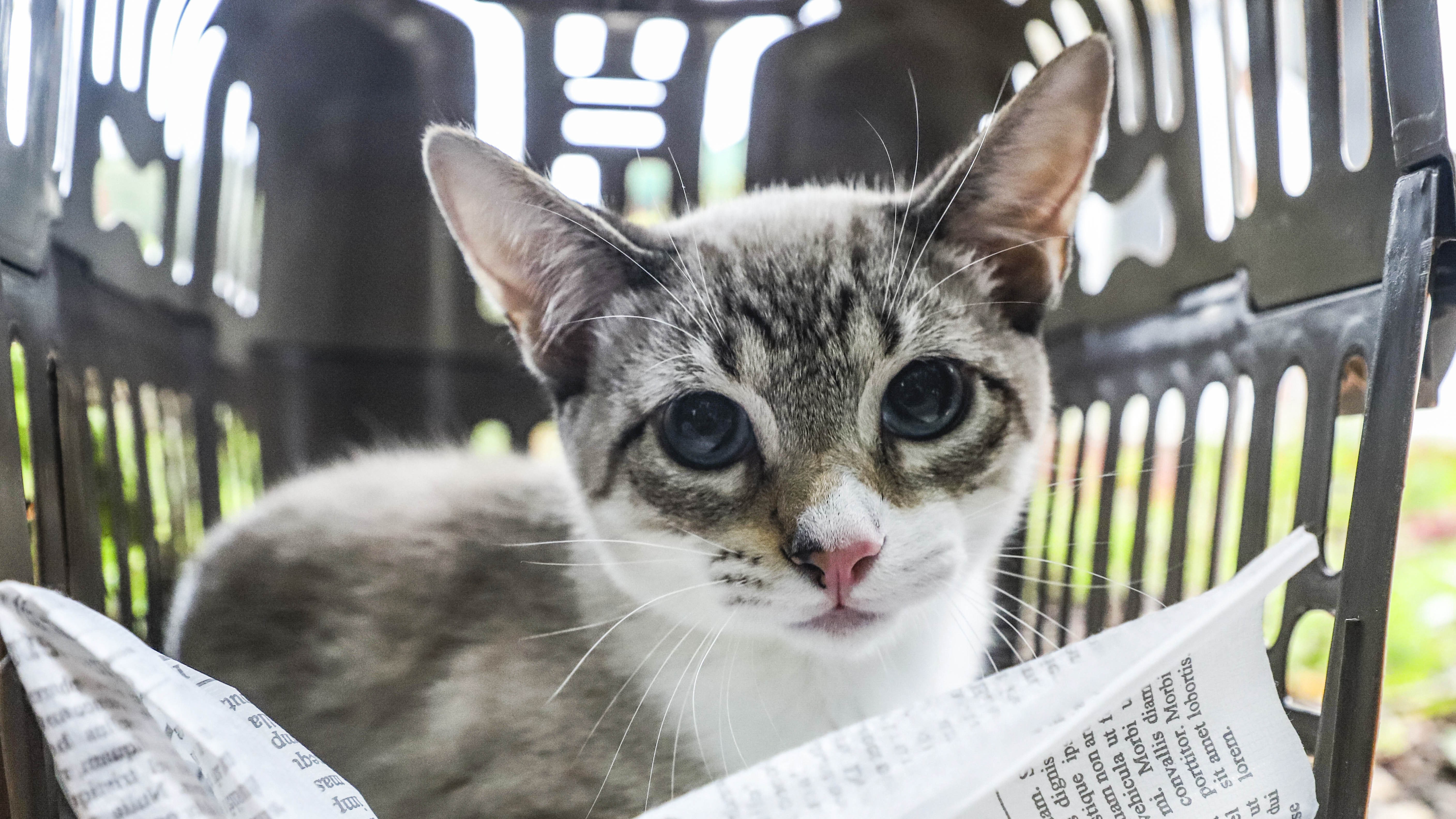 Curitiba abre mais de 5,7 mil vagas para castração gratuita de cães e gatos; saiba como se inscrever