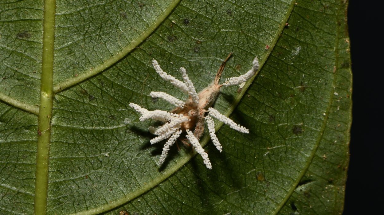Novo fungo 'zumbi' que controla aranhas é descoberto em Minas Gerais