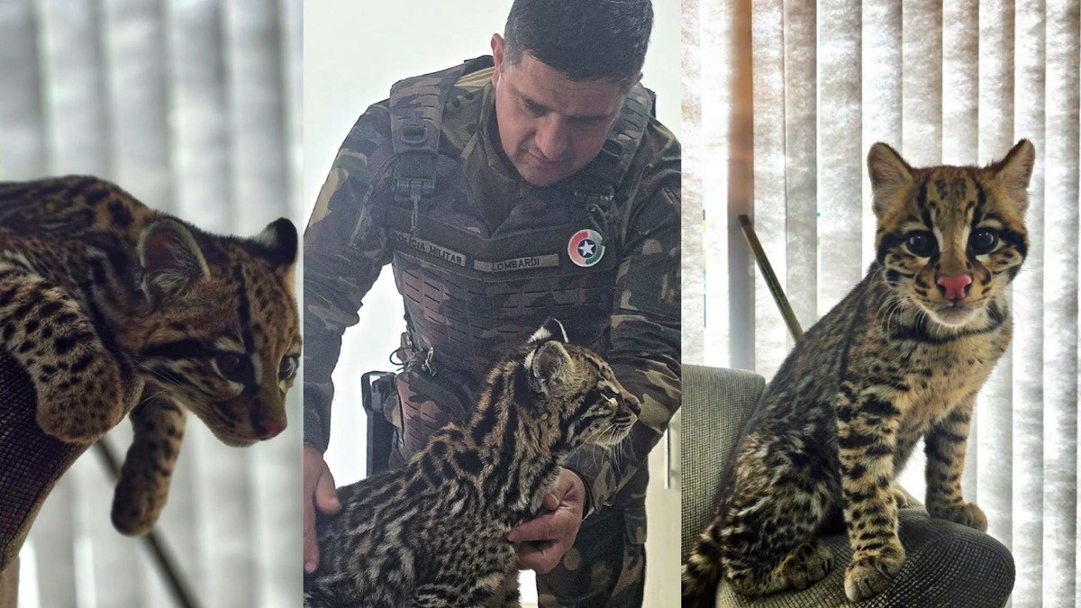 Filhote de jaguatirica invade casa e é resgatada com indícios de domesticação no Norte de SC