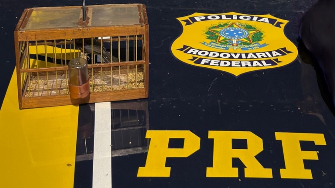 PRF flagra transporte ilegal de animais silvestres em Caxias, no MA